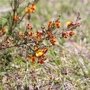 Mirbelia oxylobioides at Rendezvous Creek, ACT - 16 Nov 2024