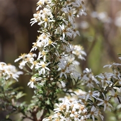 Olearia erubescens (Silky Daisybush) at Rendezvous Creek, ACT - 16 Nov 2024 by JimL