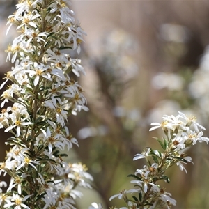 Olearia erubescens at Rendezvous Creek, ACT - 16 Nov 2024