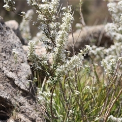 Olearia erubescens at Rendezvous Creek, ACT - 16 Nov 2024