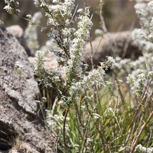 Olearia erubescens at Rendezvous Creek, ACT - 16 Nov 2024