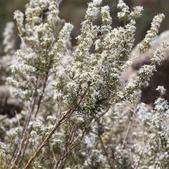 Olearia erubescens at Rendezvous Creek, ACT - 16 Nov 2024