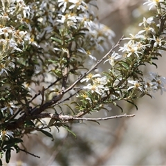 Olearia erubescens at Rendezvous Creek, ACT - 16 Nov 2024