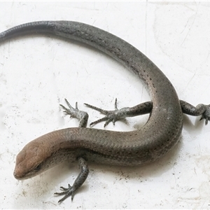 Lampropholis delicata (Delicate Skink) at Googong, NSW by WHall