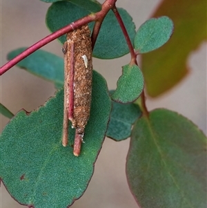 Trigonocyttara clandestina (Less-stick Case Moth) at Googong, NSW by WHall