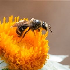 Lasioglossum (Chilalictus) sp. (genus & subgenus) (Halictid bee) at Acton, ACT - 14 Nov 2024 by WHall