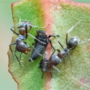 Eurymelinae (subfamily) at Googong, NSW - 14 Nov 2024