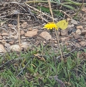 Eurema smilax (Small Grass-yellow) at Lawson, ACT by mroseby