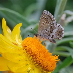 Neolucia agricola (Fringed Heath-blue) at Acton, ACT by WHall