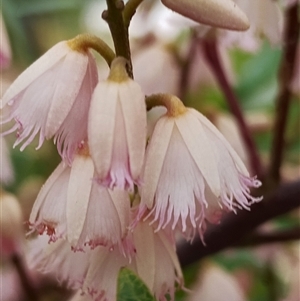 Elaeocarpus reticulatus at Dalmeny, NSW - suppressed