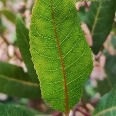 Elaeocarpus reticulatus at Dalmeny, NSW - suppressed