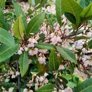 Elaeocarpus reticulatus at Dalmeny, NSW - suppressed