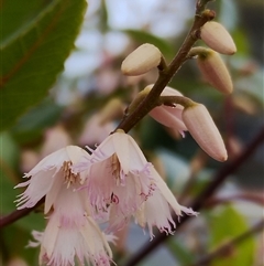 Elaeocarpus reticulatus at Dalmeny, NSW - suppressed