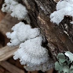 Schizophyllum commune (Split Gill Fungus) at Dalmeny, NSW - 17 Nov 2024 by Teresa