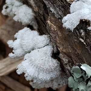 Schizophyllum commune at Dalmeny, NSW - suppressed