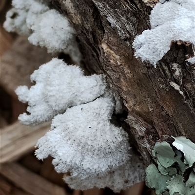 Schizophyllum commune (Split Gill Fungus) at Dalmeny, NSW - 17 Nov 2024 by Teresa