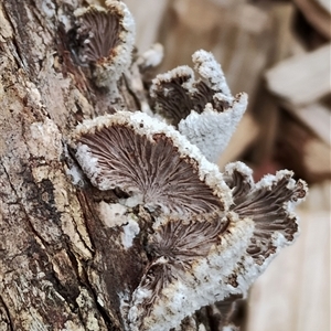 Schizophyllum commune at Dalmeny, NSW - suppressed