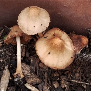 Pluteus sp. at Dalmeny, NSW by Teresa