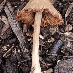 Pluteus sp. at Dalmeny, NSW - suppressed