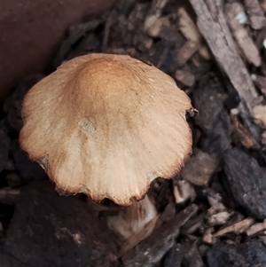 Pluteus sp. at Dalmeny, NSW - suppressed