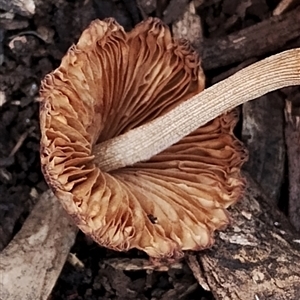 Pluteus sp. at Dalmeny, NSW - suppressed