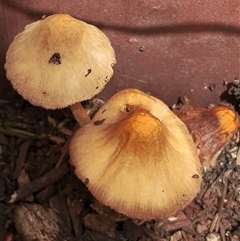 Pluteus sp. at Dalmeny, NSW - suppressed