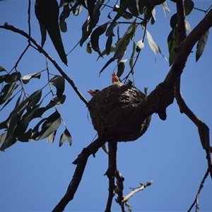 Grallina cyanoleuca at Greenleigh, NSW - 16 Nov 2024