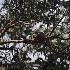 Grallina cyanoleuca at Greenleigh, NSW - 16 Nov 2024 07:43 PM