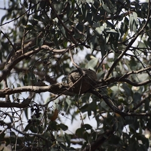 Grallina cyanoleuca at Greenleigh, NSW - 16 Nov 2024