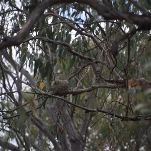 Grallina cyanoleuca at Greenleigh, NSW - 16 Nov 2024