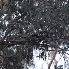 Grallina cyanoleuca at Greenleigh, NSW - 16 Nov 2024 07:43 PM