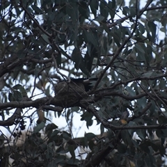 Grallina cyanoleuca at Greenleigh, NSW - 16 Nov 2024