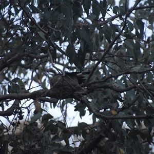 Grallina cyanoleuca at Greenleigh, NSW - 16 Nov 2024 07:43 PM