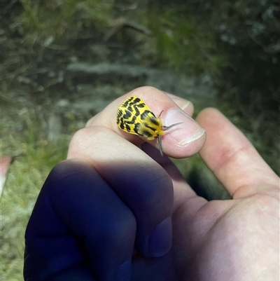 Ardices curvata (Crimson Tiger Moth) at Kiandra, NSW - 14 Nov 2024 by Linnea