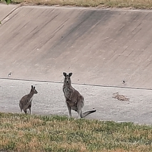 Macropus giganteus at Monash, ACT - 17 Nov 2024