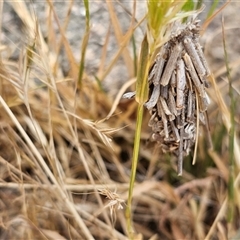 Psychidae (family) IMMATURE at Burrinjuck, NSW - 17 Nov 2024