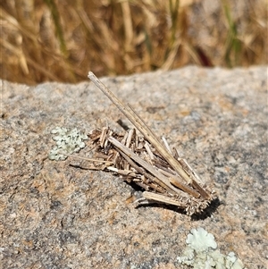 Psychidae (family) IMMATURE at Burrinjuck, NSW - 17 Nov 2024