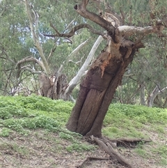 Eucalyptus sp. at Brewarrina, NSW - 10 Mar 2022 by MB