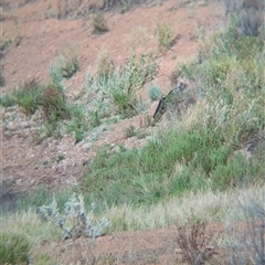 Felis catus (Feral Cat) at Tibooburra, NSW - 16 Nov 2024 by Darcy