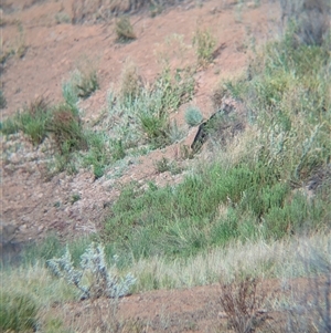 Felis catus at Tibooburra, NSW - 16 Nov 2024 07:43 AM