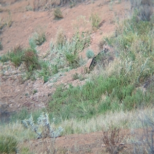 Felis catus (Feral Cat) at Tibooburra, NSW by Darcy