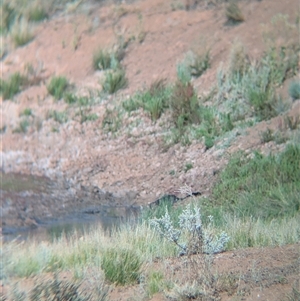 Felis catus at Tibooburra, NSW - 16 Nov 2024