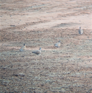 Phaps histrionica (Flock Bronzewing) at Tibooburra, NSW by Darcy