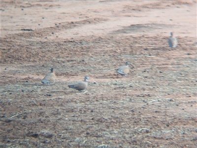 Phaps histrionica (Flock Bronzewing) at Tibooburra, NSW - 15 Nov 2024 by Darcy