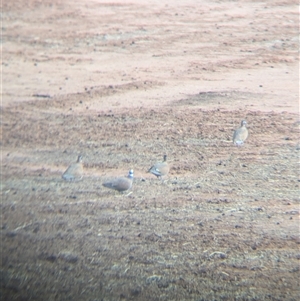 Phaps histrionica at Tibooburra, NSW - 16 Nov 2024 07:49 AM