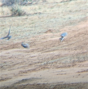 Phaps histrionica at Tibooburra, NSW - 16 Nov 2024 07:49 AM