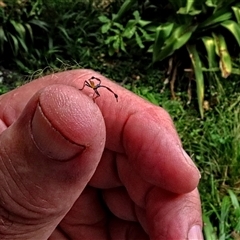 Unidentified Insect at Winston Hills, NSW - 17 Nov 2024 by poppyde