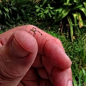 Unidentified Insect at Winston Hills, NSW by poppyde