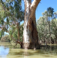 Eucalyptus sp. (A Gum Tree) at Menindee, NSW - 8 Feb 2023 by MB