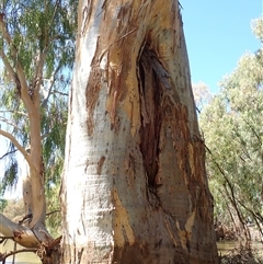 Eucalyptus sp. at Menindee, NSW - suppressed